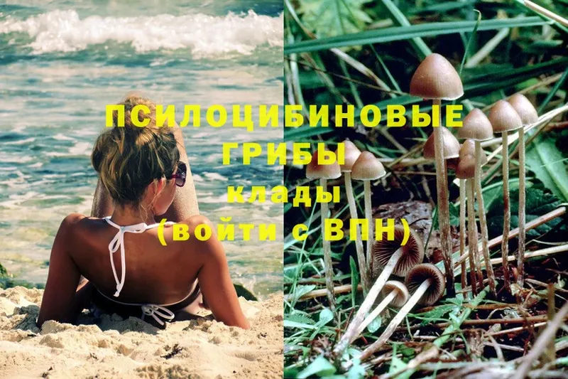 где найти наркотики  ссылка на мегу ссылка  Галлюциногенные грибы Psilocybine cubensis  Калуга 